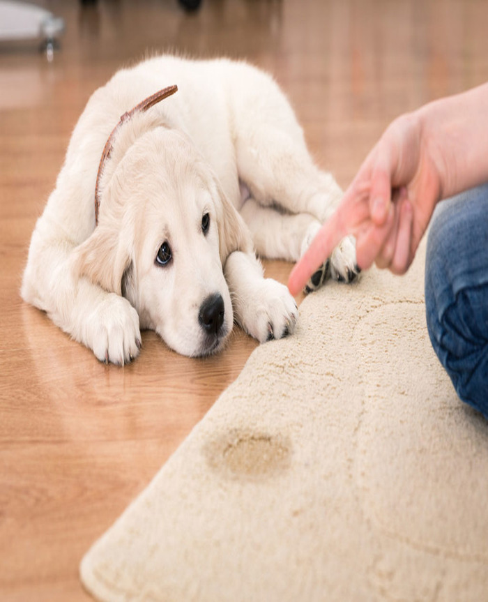 Pet Stain Odor Removal Services